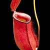A Nepenthes 'Bloody Mary' plant against a black background