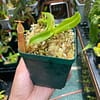 A hand holding a Nepenthes sanguinea plant in a green container