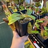 A hand holding a Nepenthes platychila x mollis plant in a black container