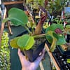 A hand holding a Nepenthes truncata plant in a black container