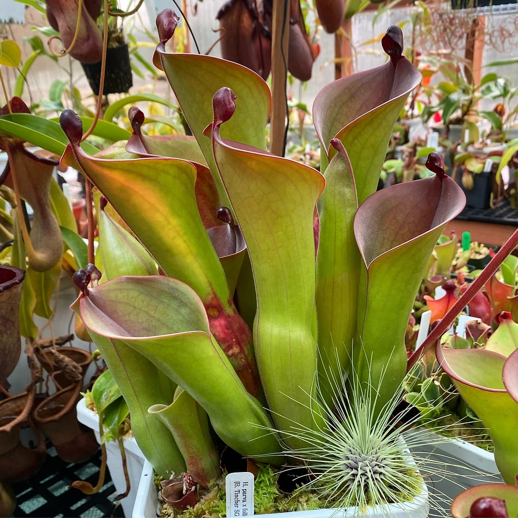 A Heliamphora plant in a white container, with many other plants in the background