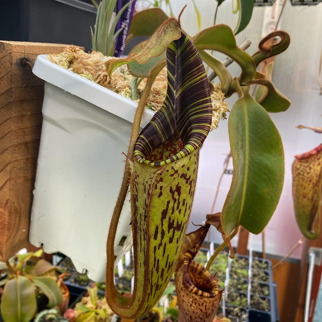 A Nepenthes Mollis plant in a white container