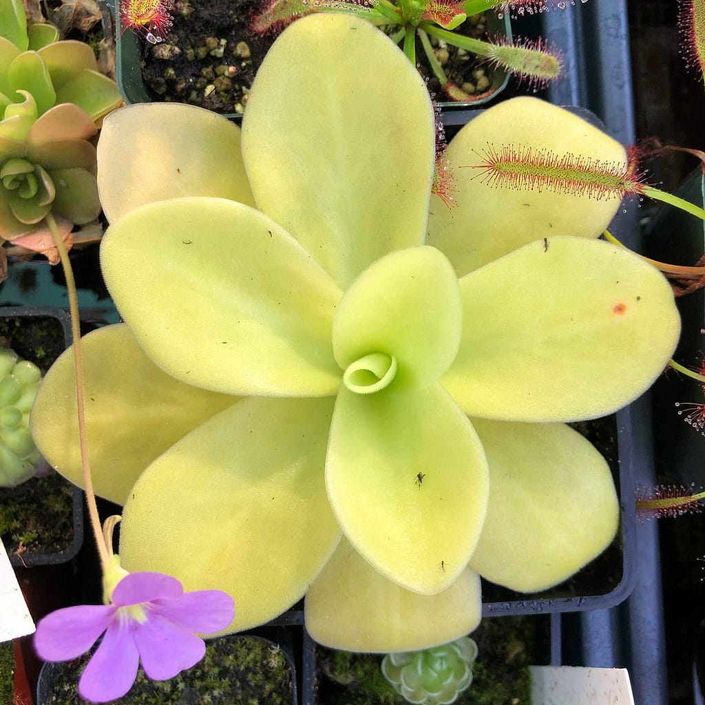 A close-up picture of a light green Pinguicula plant