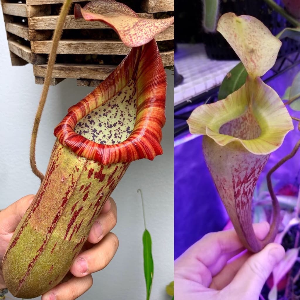 Two pictures of a hand holding a Nepenthes (veitchii x boschiana) and a Nepenthes platychila plant