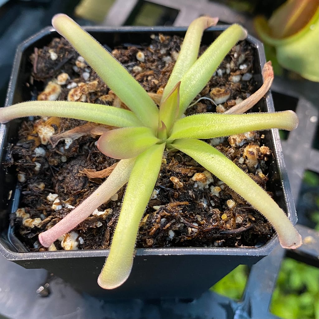 A Pinguicula hemiepiphytica x moctezumae plant in a black container