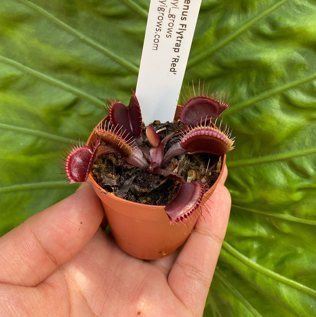 A hand holding a Venus Flytrap “Red” plant in an orange container