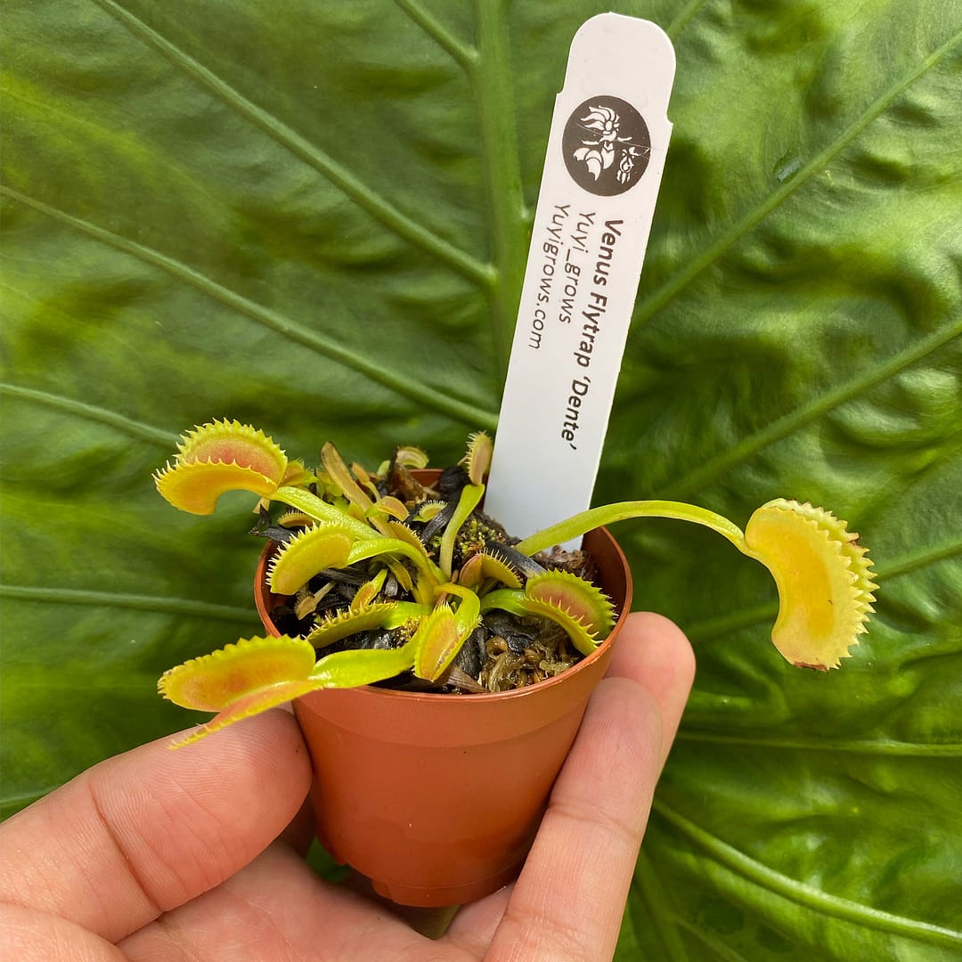 A hand holding a Venus Flytrap 'Dente' plant in an orange container