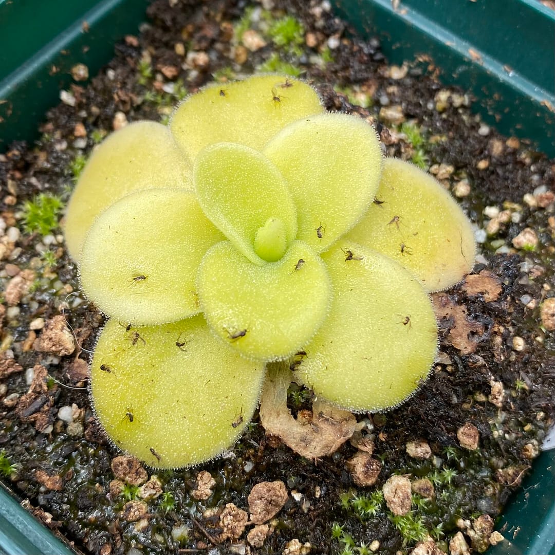 A light green carnivorous plant in a green container