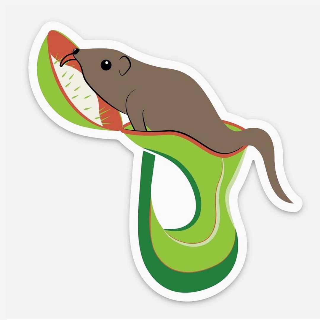 A sticker of a Nepenthes lowii plant with a mouse on it