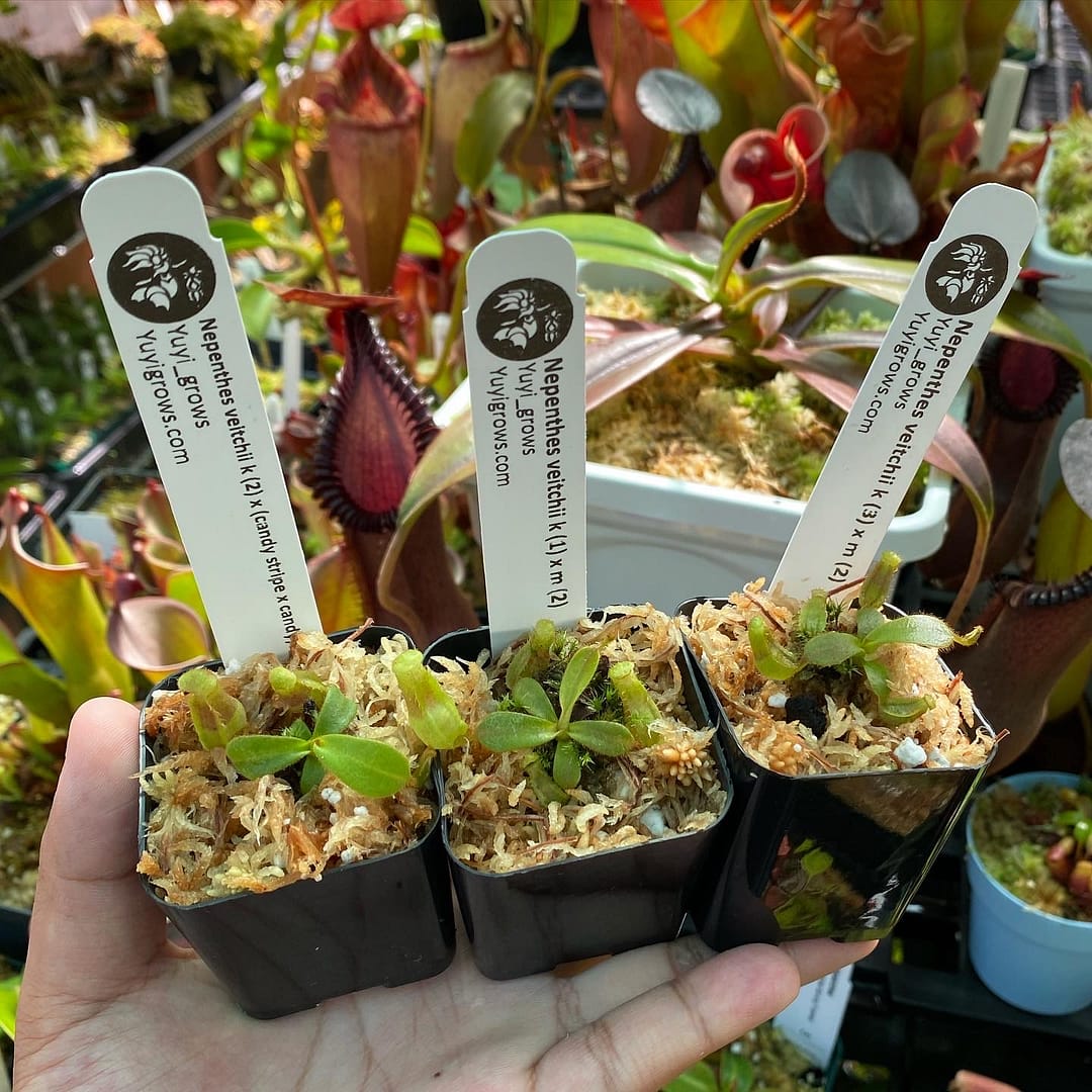 A hand holding three Nepenthes veitchii seedling plants