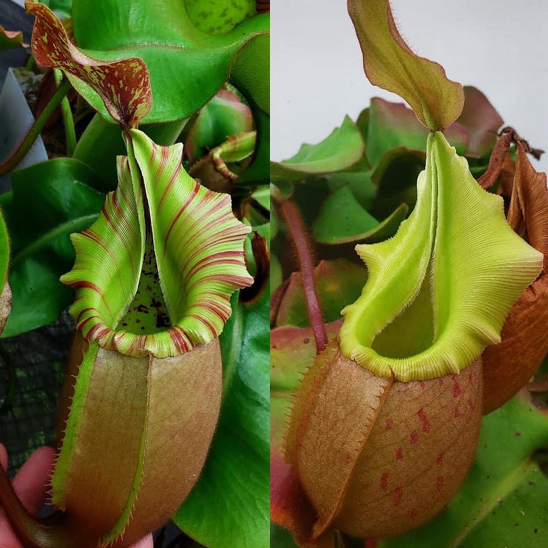 Two Nepenthes veitchii plants