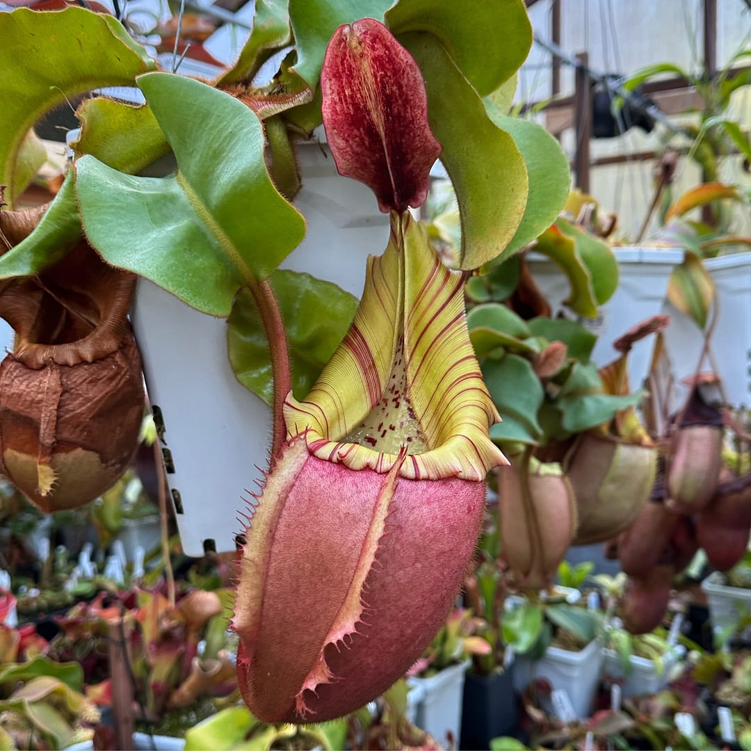 A Nepenthes plant with green leaves, red stems and a yellow and red striped tube