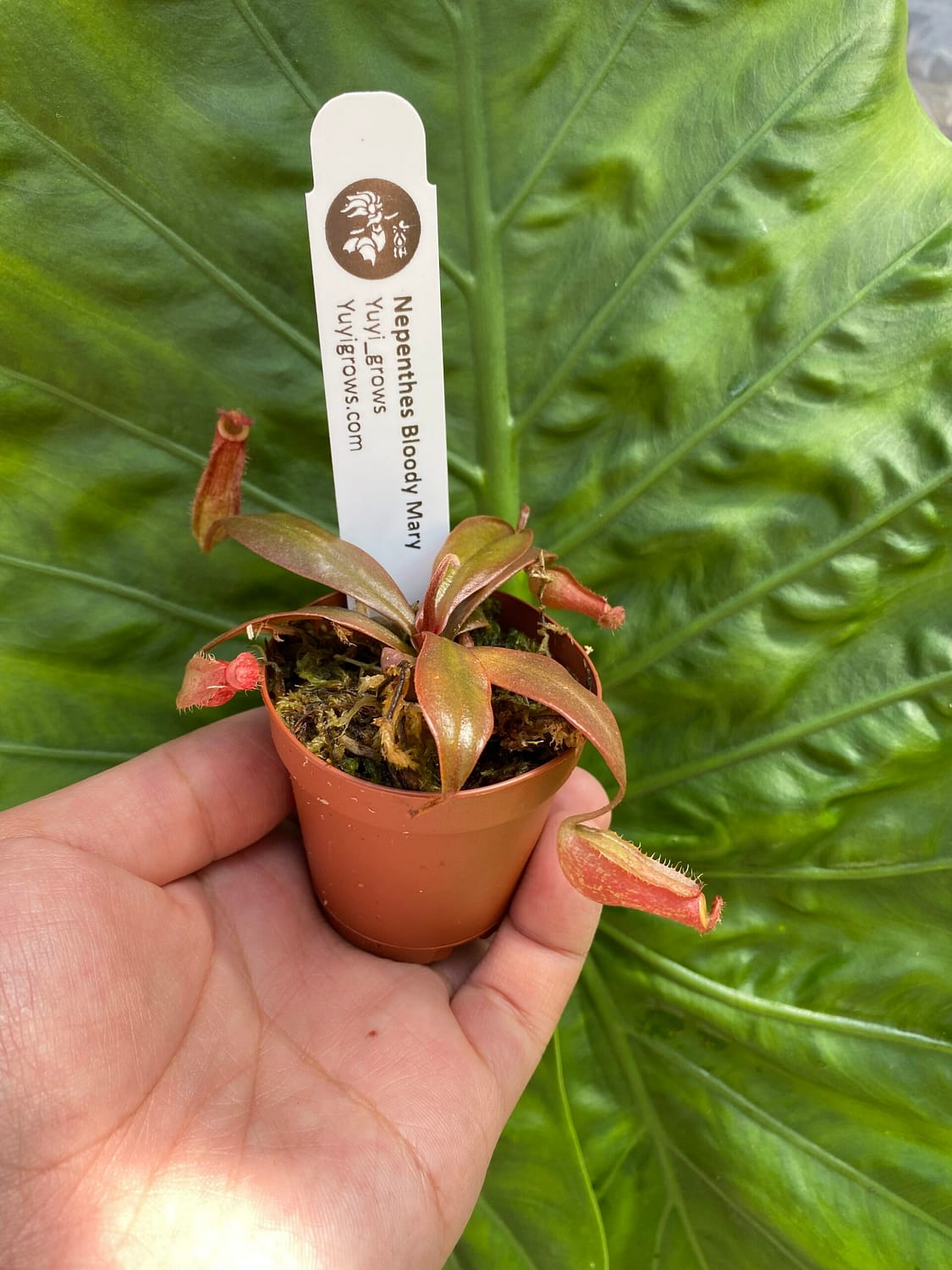 A hand holding a Nepenthes ‘Bloody Mary’ plant