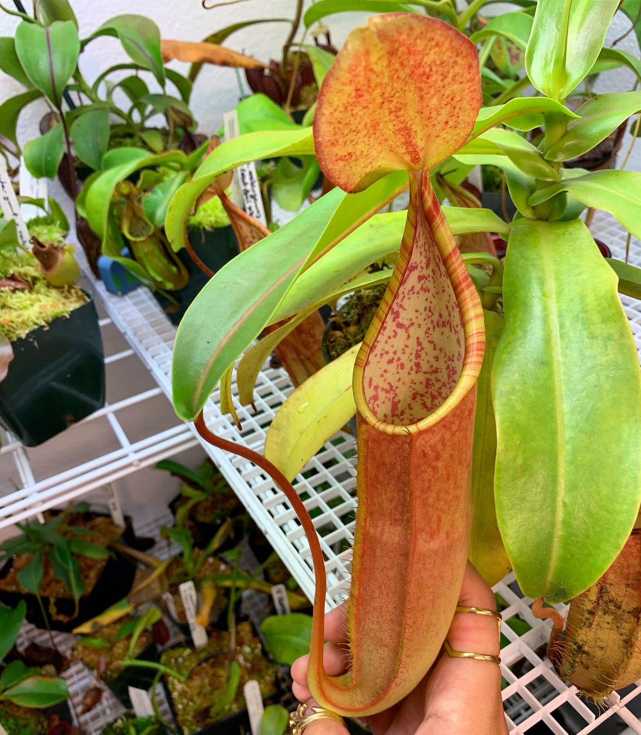 A hand holding a Nepenthes sanguinea plant