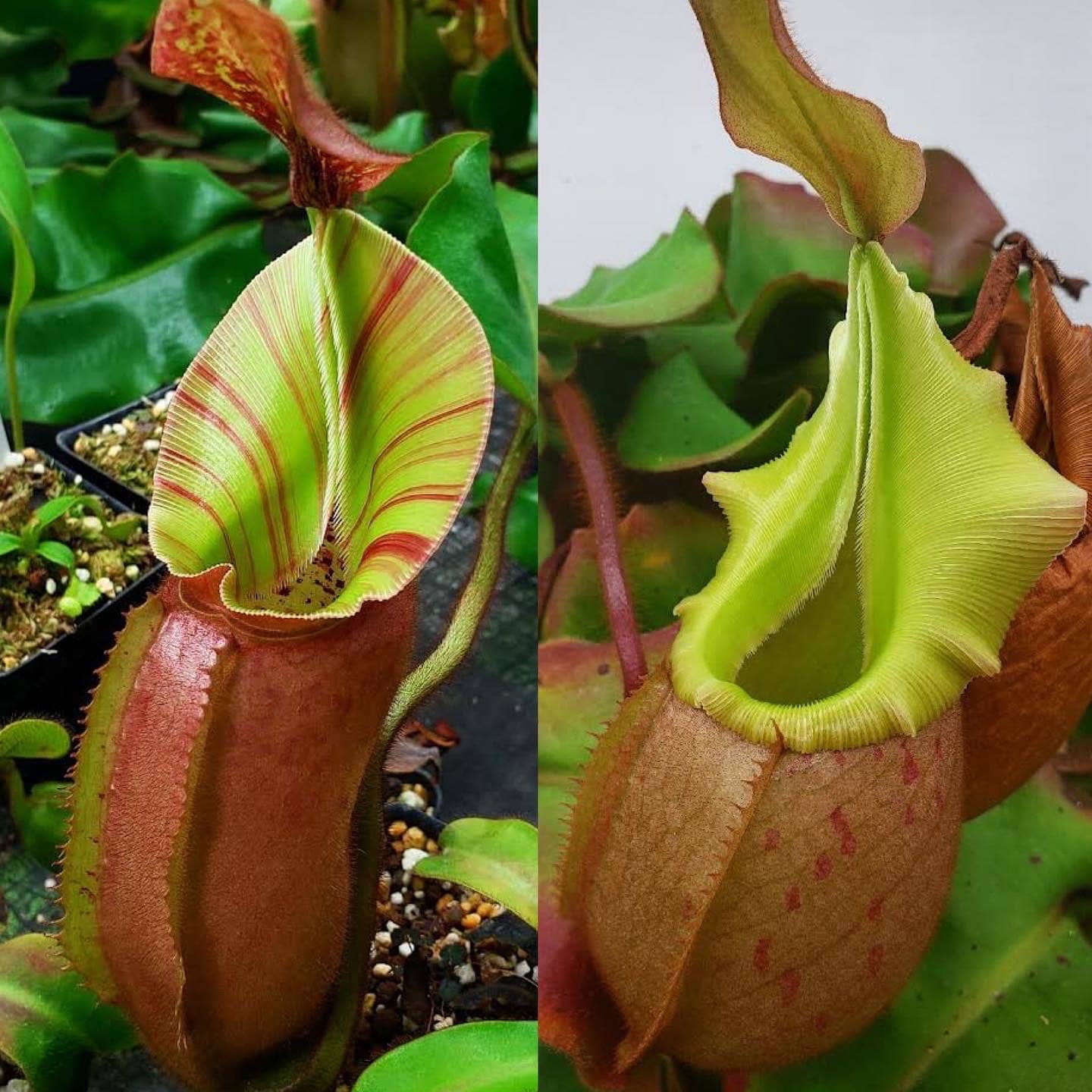 Two Nepenthes veitchii plants