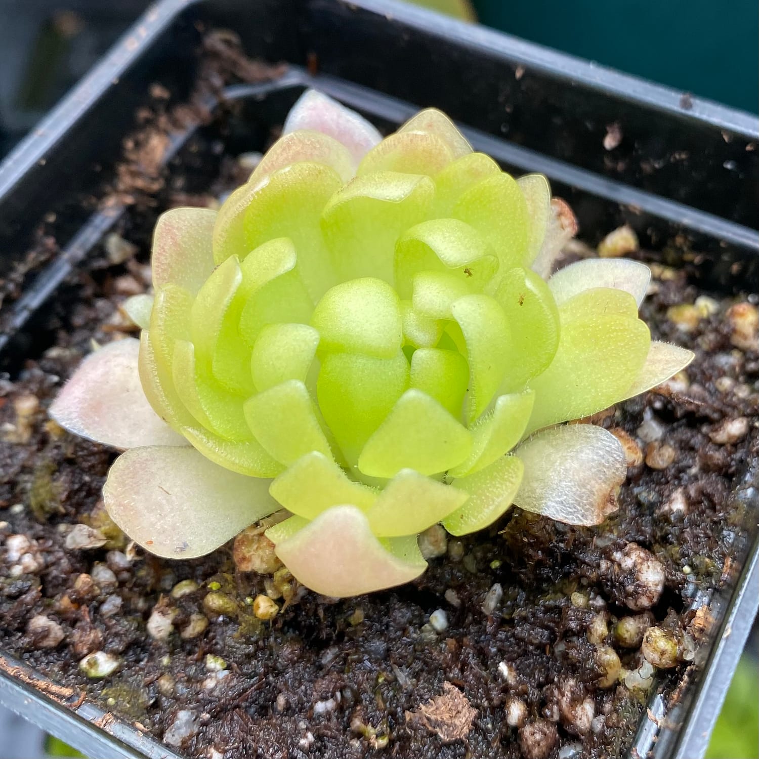 A Pinguicula ‘Marciano’ plant in a black container