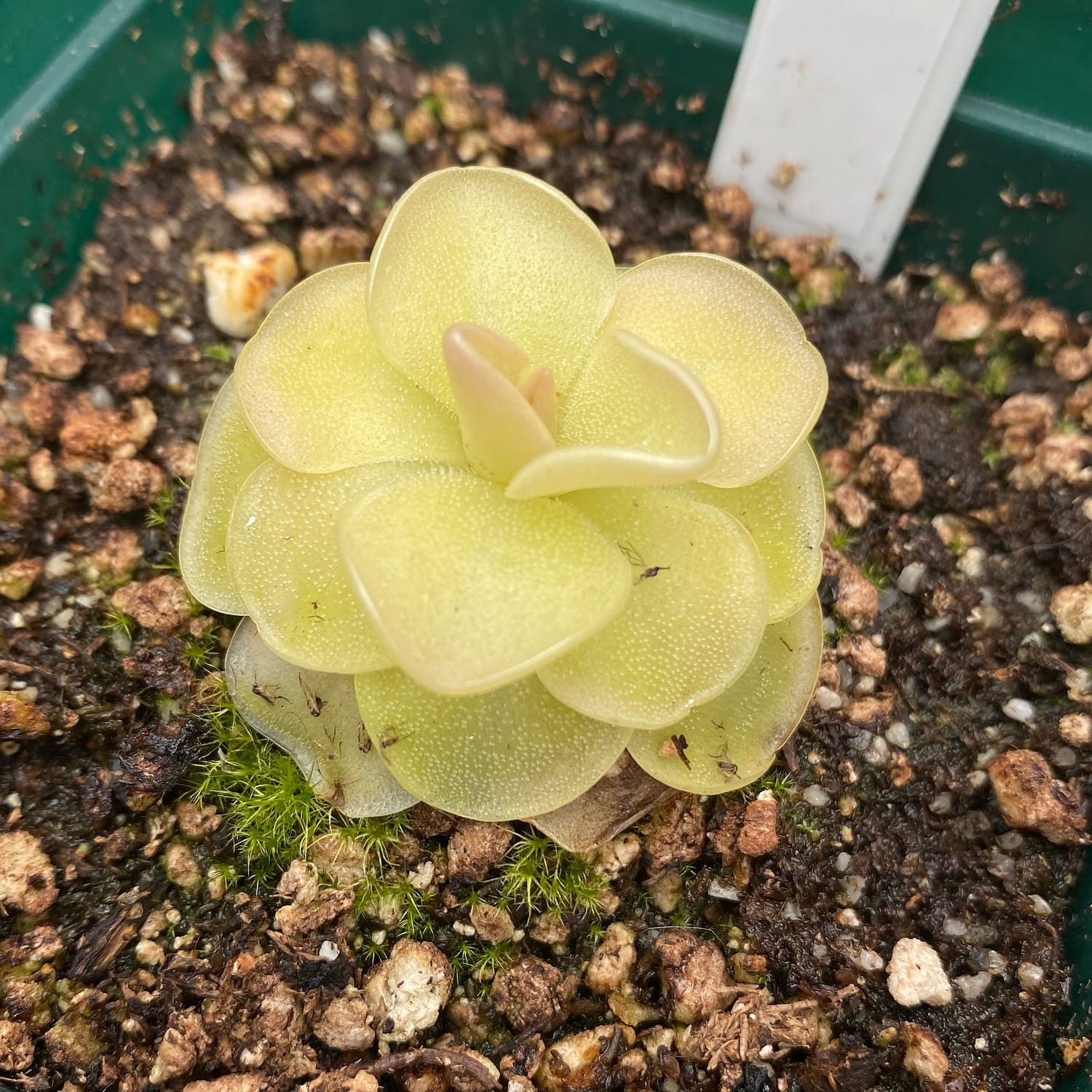 A Pinguicula ‘Sethos’ plant in a black container