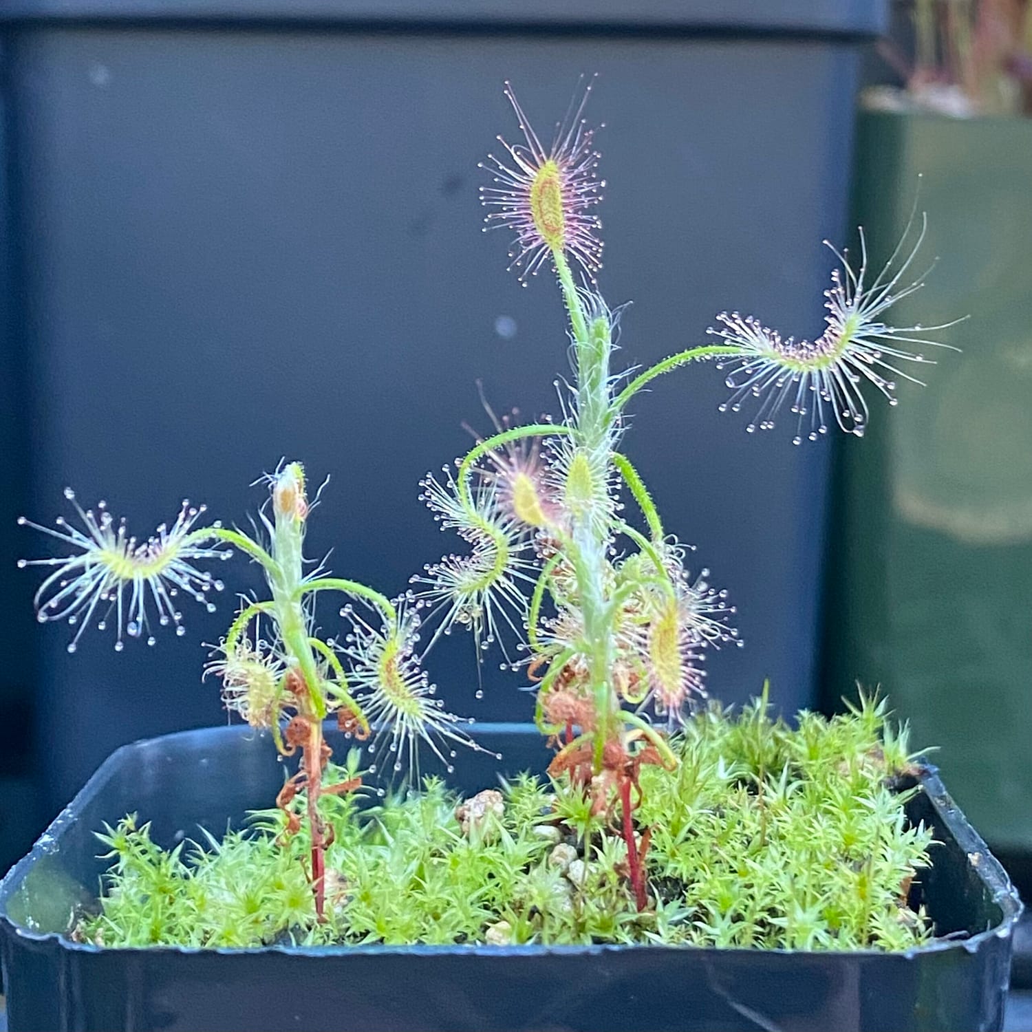 A Drosera scorpioides plant in a black container