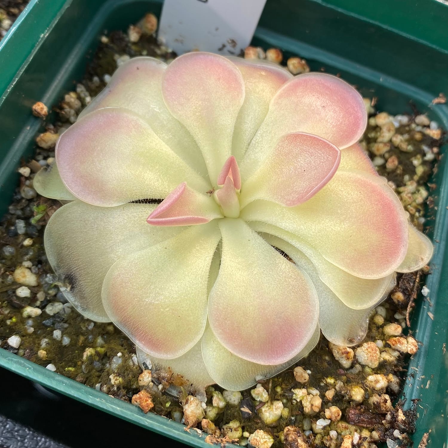 A Pinguicula “Kewensis” plant in a green container