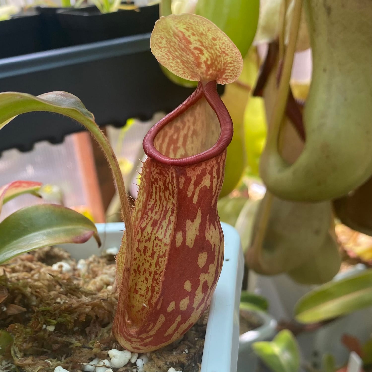A Nepenthes 'St. Gaya' plant