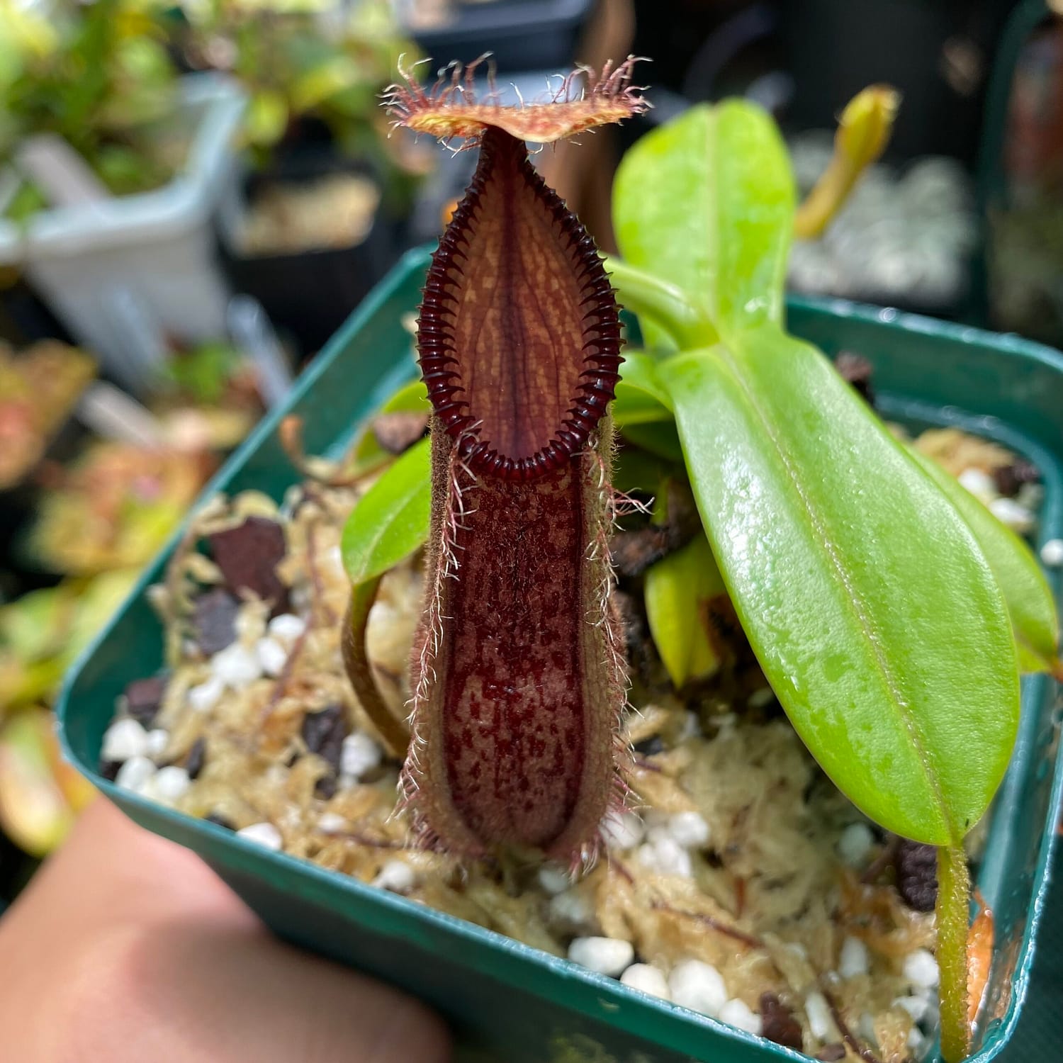 A hand holding a Nepenthes hamata plant in a green container
