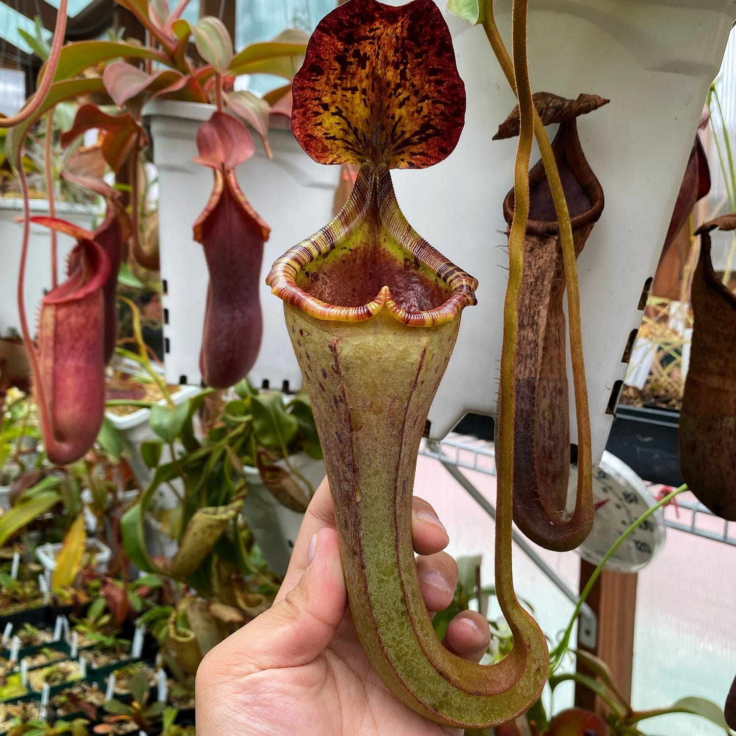 A hand holding a Nepenthes platychila x mollis plant, with other Nepenthes platychila x mollis plants in the background