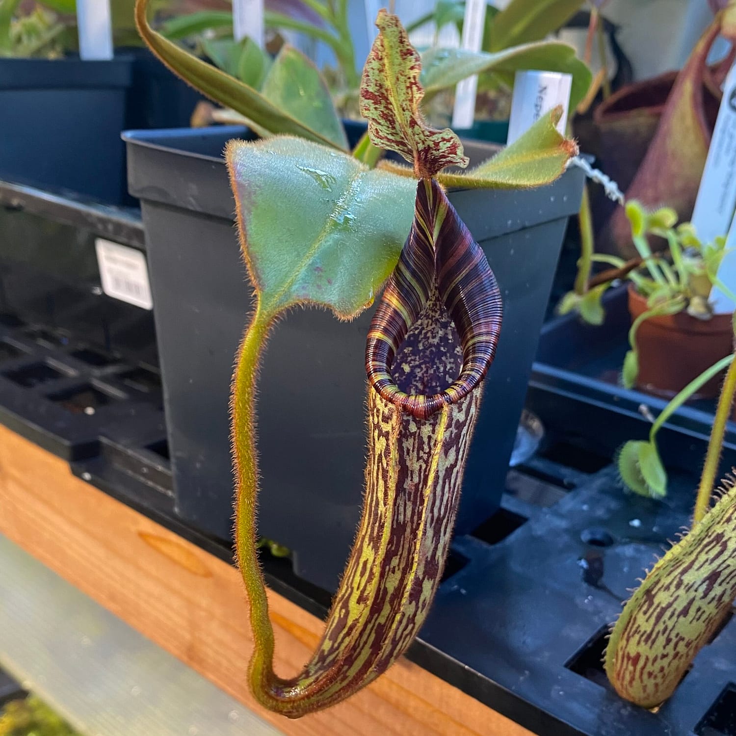 A Nepenthes platychila x mollis plant in a black container