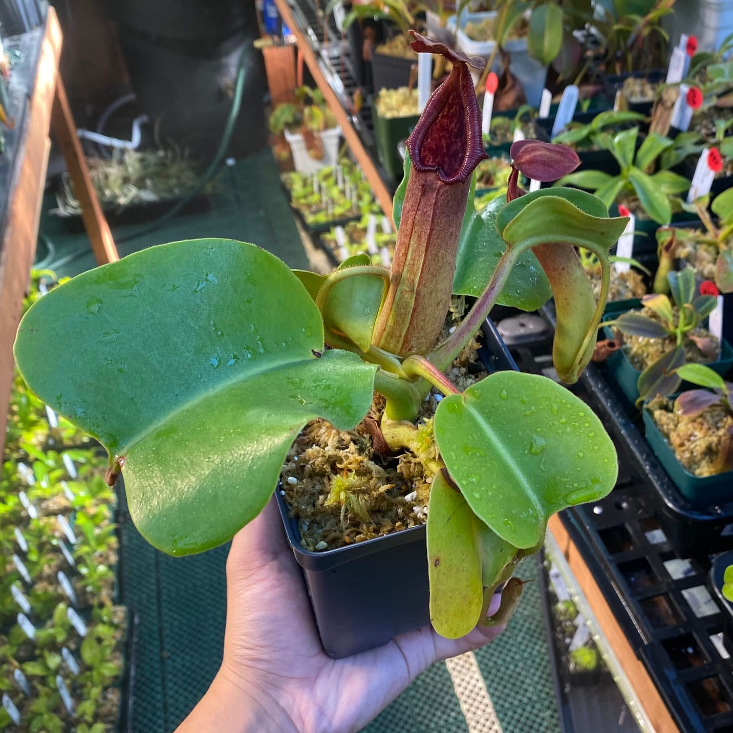 A hand holding a Nepenthes truncata plant in a black container