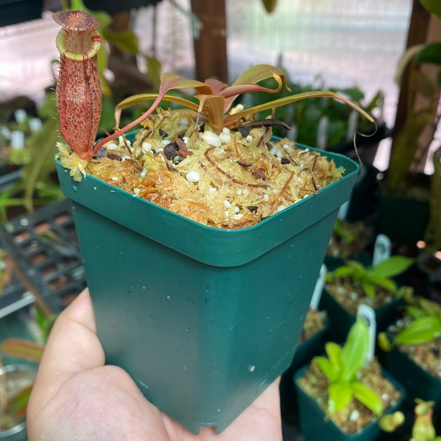 A hand holding a Nepenthes spectabilis plant in a green container