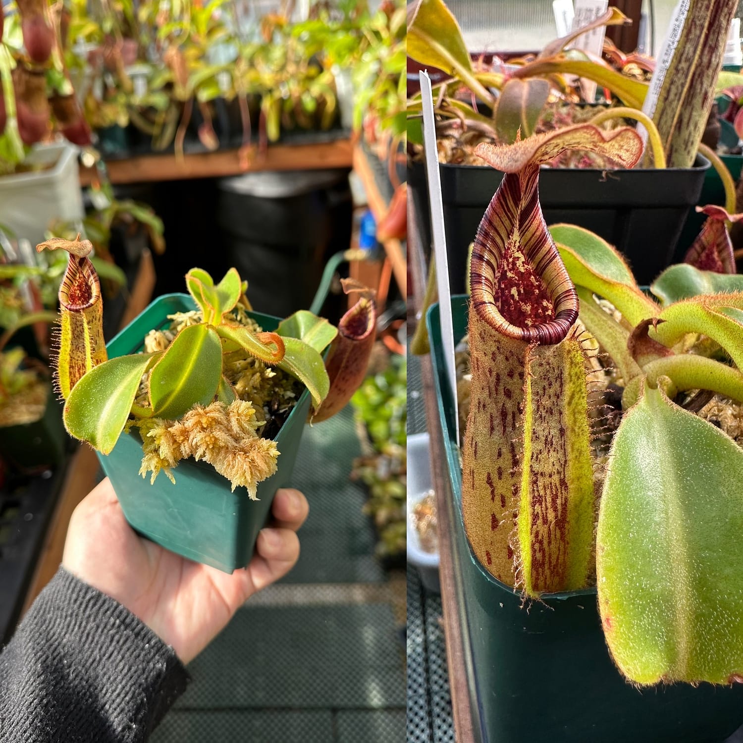 Two pictures of Nepenthes robcantleyi plants