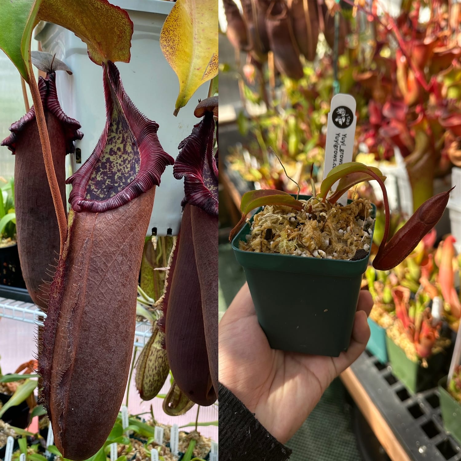 Two pictures of Nepenthes densiflora and robcantleyi plants