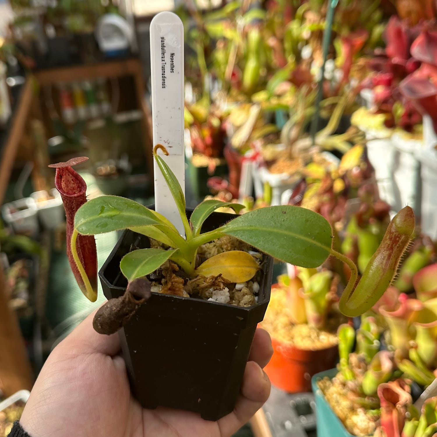 A hand holding Nepenthes glandulifera x Trusmadiensis plants