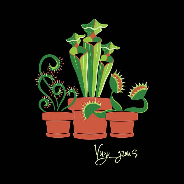A design of three carnivorous plants against a black background