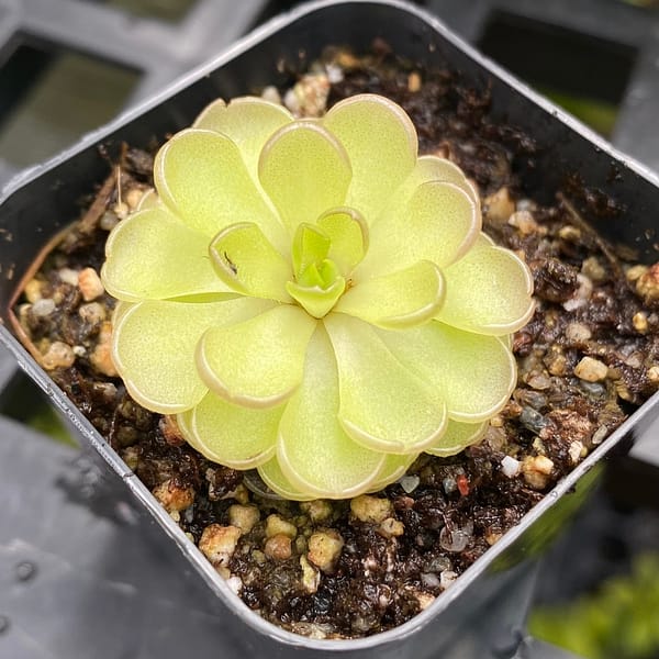 A Pinguicula hemiepiphytica x cyclosecta plant in a black container