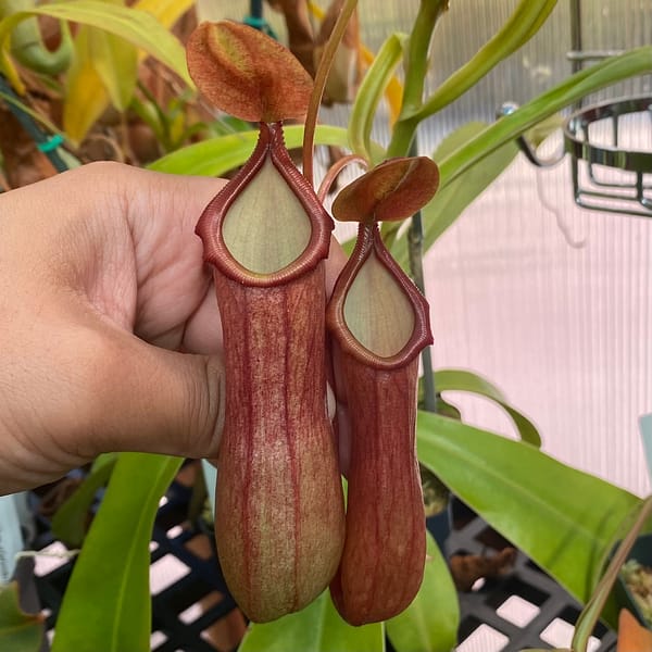 A hand holding a Nepenthes truncata plant