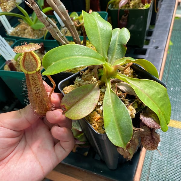 A hand holding a Nepenthes robcantleyi x hamata plant