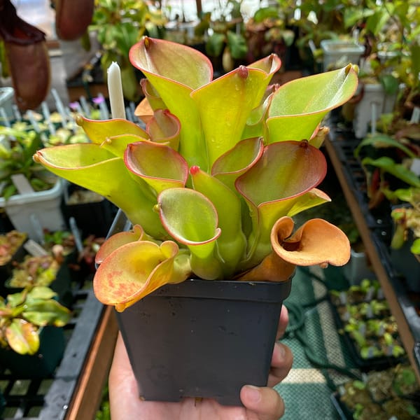 A hand holding a Heliamphora exappendiculata plant in a black container