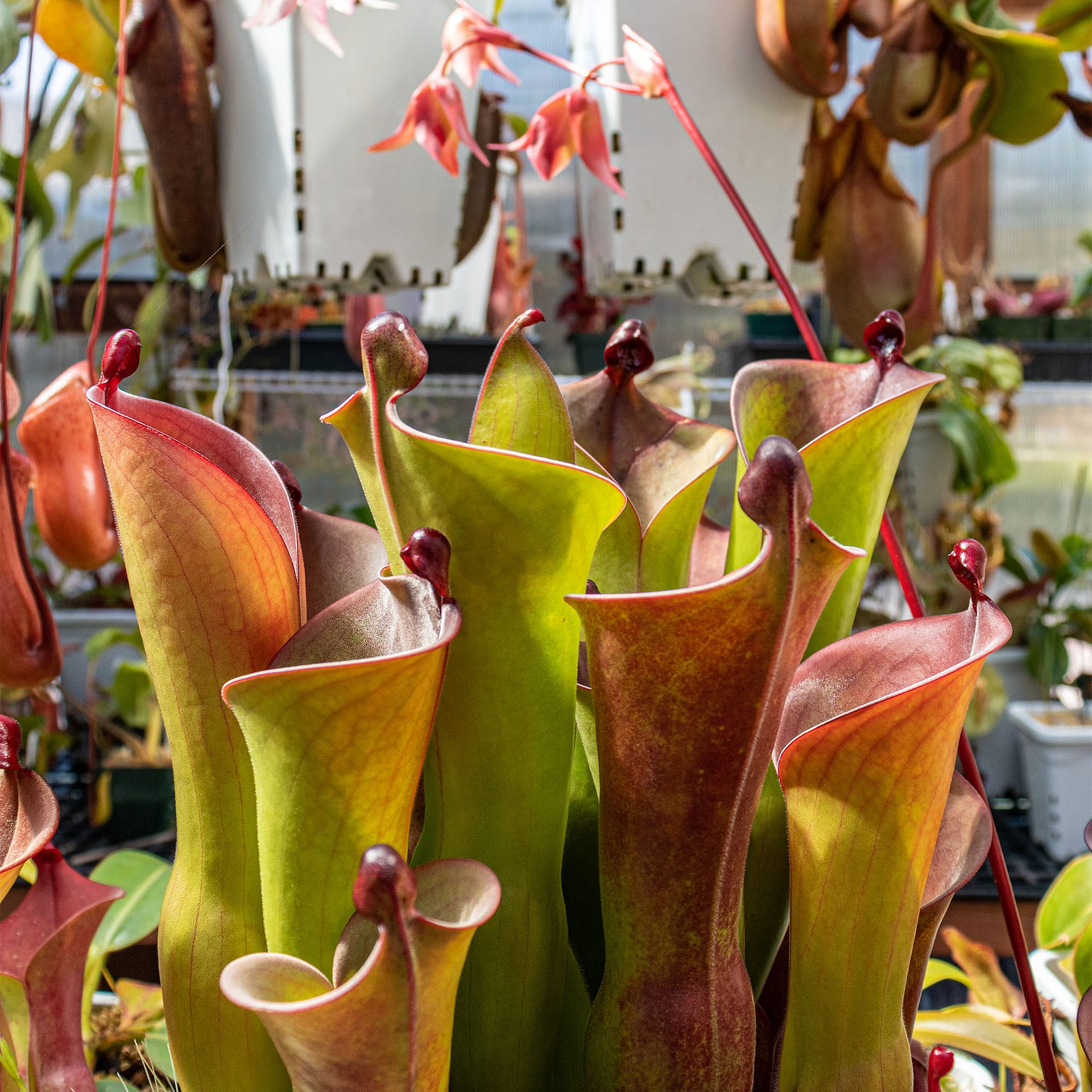 A close-up picture of a Heliamphora plant in a greenhouse