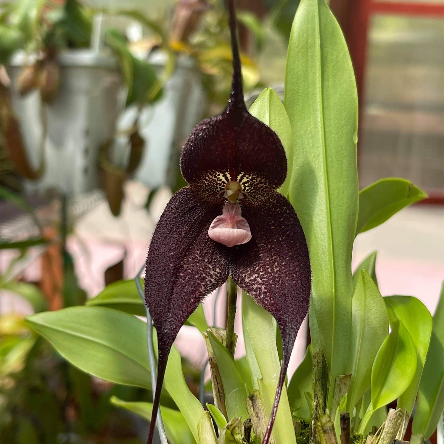 A Dracula Orchid in a greenhouse